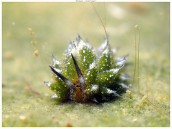 Costasiella vegae thumbnail