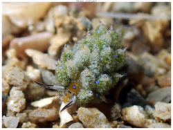 Costasiella vegae thumbnail