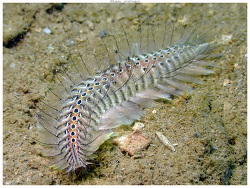 Chloeia flava thumbnail