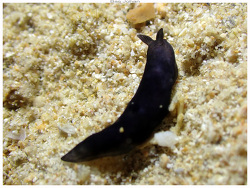 Gymnodoris boussionae thumbnail