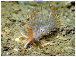 Sakuraeolis nungunoides thumbnail