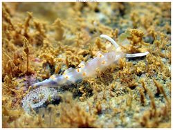 Samla bicolor,N'Go - Mont-Dore, Nouvelle-Calédonie 2025