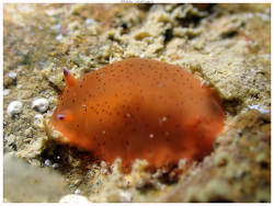 Dendrodoris fumata thumbnail