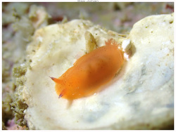 Dendrodoris fumata,Anse Vata, Nouméa 98800, Nouvelle-Calédonie 2024