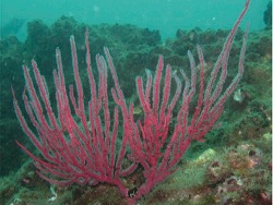 Leptogorgia manabiensis thumbnail