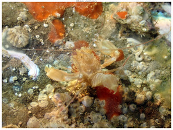 Microprosthema validum,Ouémo, Nouméa, Nouvelle-Calédonie 2024