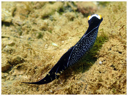 Mariaglaja inornata,Mont-Dore, Nouvelle-Calédonie 2025