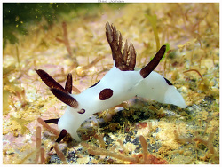 Trapania naeva,Mont-Dore, Nouvelle-Calédonie 2025