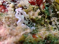 Pseudoceros sp.43 thumbnail