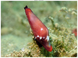 Crenavolva aureola thumbnail