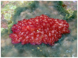 Pseudoceros irretitus thumbnail