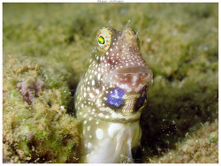 Salarias alboguttatus thumbnail