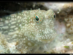 Salarias alboguttatus thumbnail