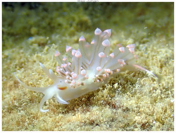 Pruvotfolia rhodopos thumbnail