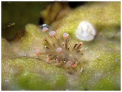 Pruvotfolia rhodopos thumbnail