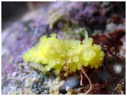 Aegires citrinus thumbnail