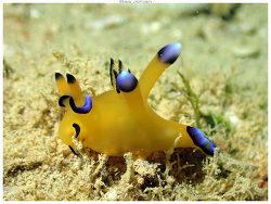 Thecacera pacifica thumbnail