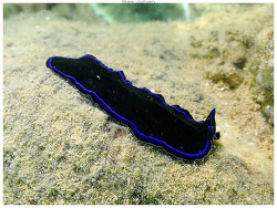 Pseudoceros caeruleocinctus thumbnail