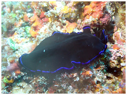 Pseudoceros caeruleocinctus thumbnail