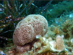 Foto: Sassari, Sardinien, Italien, Mittelmeer