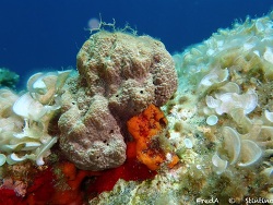 Foto: Sassari, Sardinien, Italien, Mittelmeer