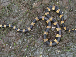 Hydrophis coggeri Pacific yellow-banded seasnake Laucala Bay P5210202 TP med res