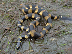 Hydrophis coggeri Pacific Yellow-banded Seasnake Laucala Bay P5210221 TP med res