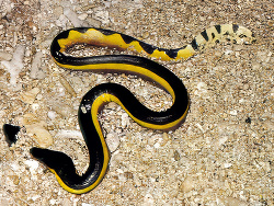 Hydrophis platurus thumbnail