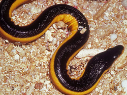 Hydrophis platurus thumbnail