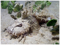 Inimicus caledonicus,Province Sud, Nouvelle-Calédonie 2025