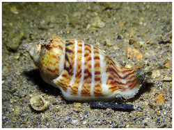 Gibberulus gibberulus thumbnail