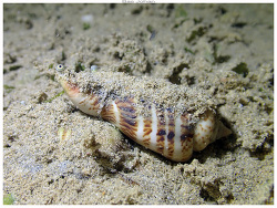 Gibberulus gibberulus thumbnail