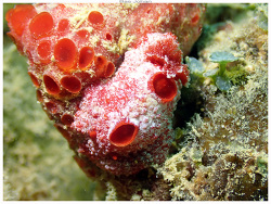 Aldisa zavorensis thumbnail