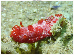 Aldisa zavorensis thumbnail