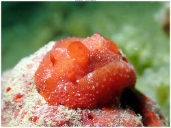 Aldisa zavorensis thumbnail