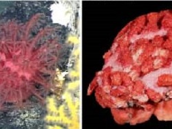 Anthomastus tongi thumbnail