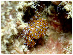 Xanthias joanneae thumbnail