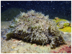 Dolabella auricularia thumbnail