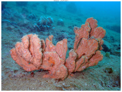 Stylissa carteri thumbnail