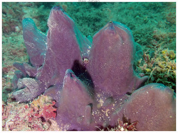 Spheciospongia vagabunda thumbnail