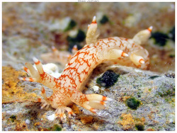 Bornella stellifera thumbnail