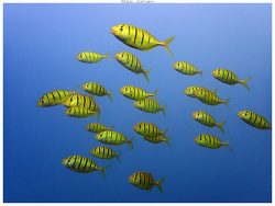 Gnathanodon speciosus,Païta, Nouvelle-Calédonie 2025