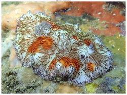 Platydoris cruenta thumbnail