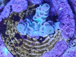 Acropora tenuis