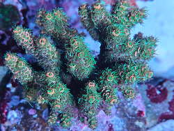 Acropora millepora thumbnail