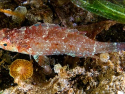 Pteragogus clarkae thumbnail