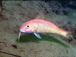 Upeneichthys stotti thumbnail