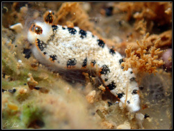 Dermatobranchus fortunatus thumbnail