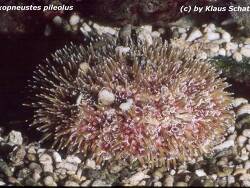Toxopneustes pileolus thumbnail