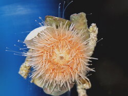 Salmacis sp. Pink Lady thumbnail